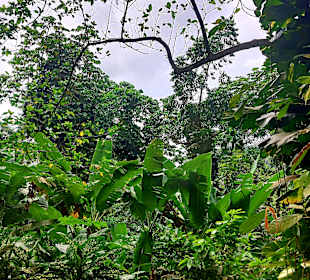 Parque Natural Obô do Príncipe