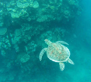 Grüne Meeres - Schildkröte