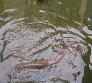 Zoo Ohrada Hluboká nad Vltavou