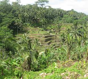 Blick auf die Terrassen