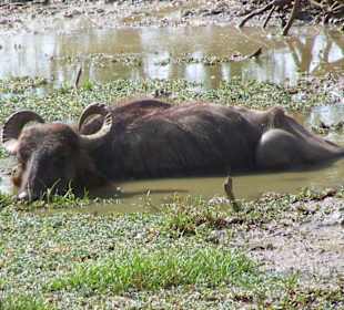 Siesta