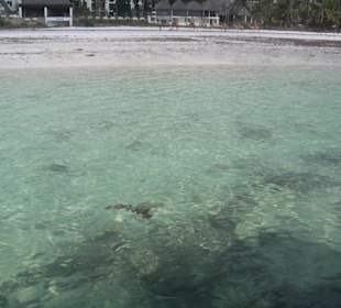 Ausflug Glasbodenboot Diani Beach