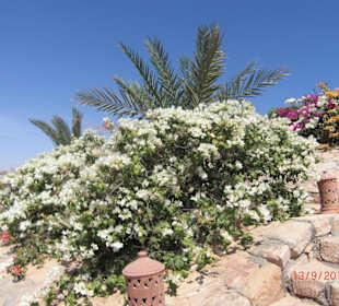 Wunderschöne Blumenpracht in Sharm el naga