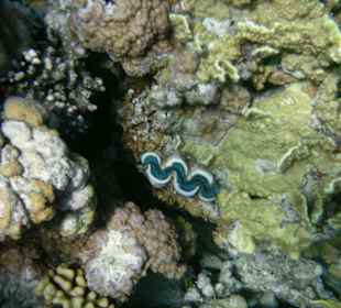 Hausriff des Makadi Palace