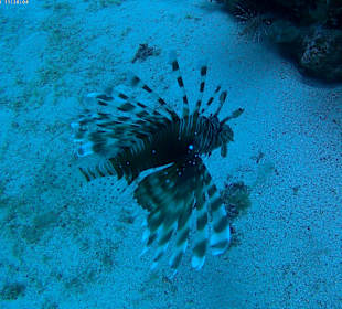 Tauchbasis Extra-Divers Dahab