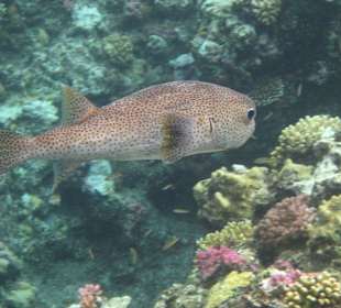 Beim Schnorcheln am Riff