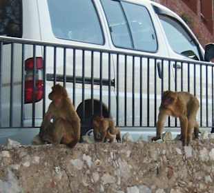 Die Äffchen von Gibraltar