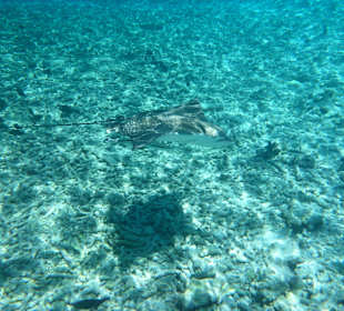 Schnorchelausflug mit Lone Wolf Charter