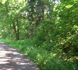 Waldinformationssystem „Lebendiger Wald“