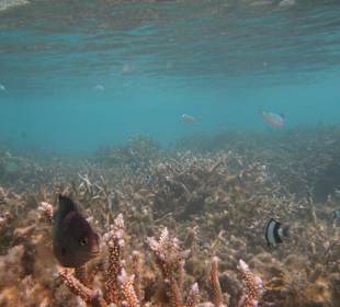Schwarzer Riffbarsch und Dreibinden-Preussenfisch