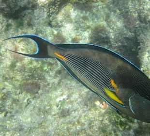 Doktorfisch