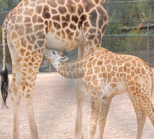 Giraffenmutti mit Kind 