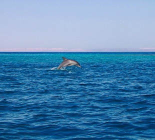 Delfine beim Springen