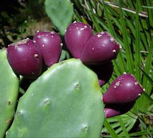 Kakteen an der Cala Liberotto