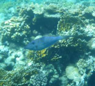 Schrift-Feilenfisch (1m)