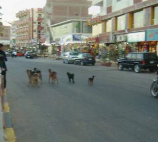 Ziegen auf der Straße
