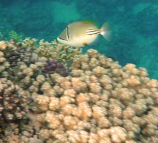 Fische in der Nachbarbucht Abu Dabab