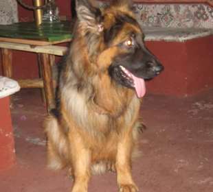 Dla miłośników psów - Dżipsy w Secret Garden