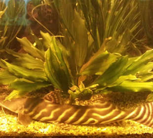 Palmiarnia Poznańska