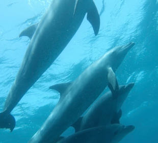 Delfinschwimmen El Quseir