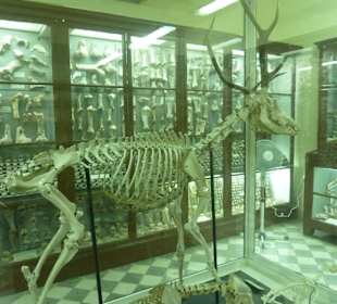 Tier-Skelett/Ghar Dalam