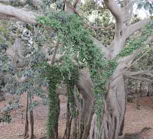 Siracusa Parco archeologico, fíkus