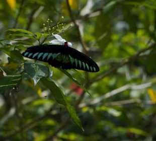 Butterfly Park Kuala Lumpur