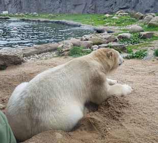 Eisbärmama hat ihr Kind im Blick