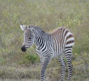 Baby-Zebra