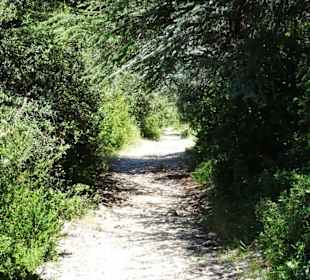 Rundgang durch den Zedernwald von Bonnieux