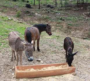 Zukünftige Bewohner des Streichelzoo´s