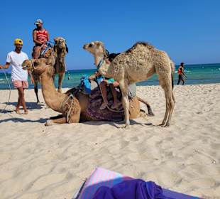 Kamelreiten Hammamet