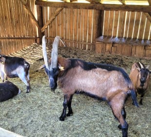 Ziegen