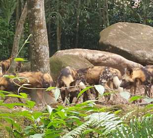 Singapur Zoo