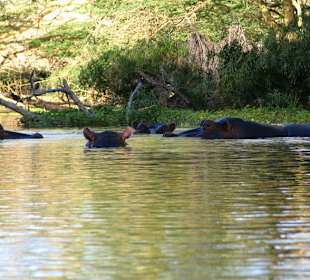 Nilpferde in Mzima Springs