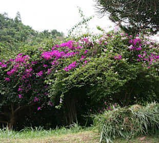 Botanischer Garten Kandy