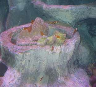 Röhren Aquarium Antalya 