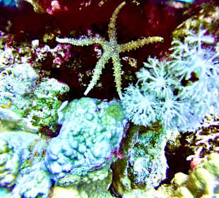 Schnorcheln Makadi Bay