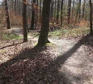 Waldsportpfad im Wasenwald