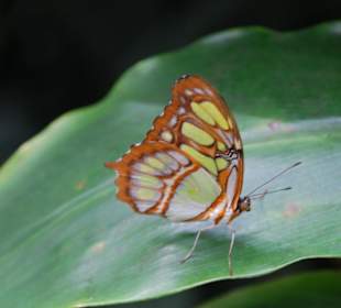 Im Schmetterlingshaus