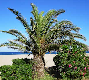 Spaziergang über die Strandpromenade Argelès-Plage