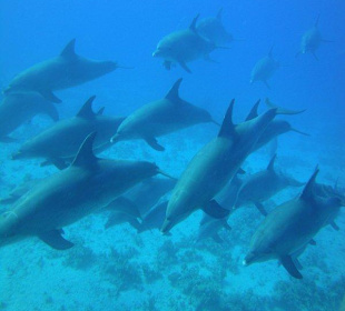 Delphine wunderschön