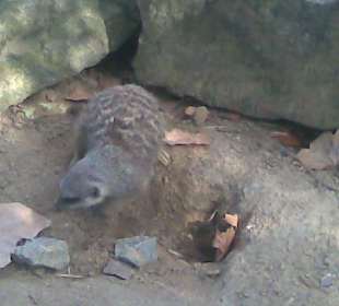 Erdmännchen