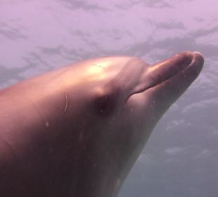 Delfine im Roten Meer