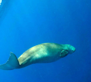 Schnorcheln Marsa Alam