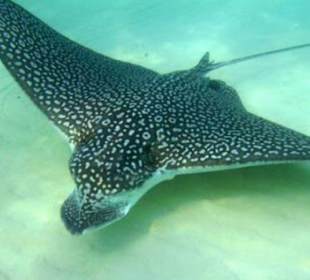 Schnorcheln Makadi Bay