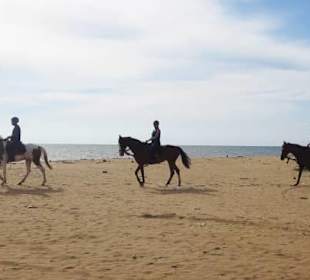 Reiterferien auf Sri Lanka - Shan Lanka Tours