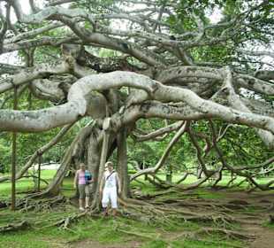 Aus einer Wurzel entstanden