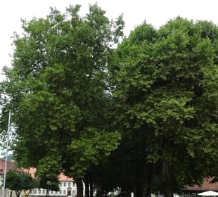 Deutschordensschloss