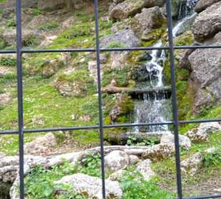 Eurasienbereich - Gämse